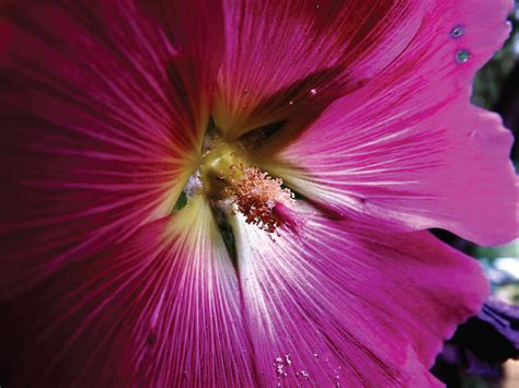 Hibiscus No3 Photograph By Peter Antos Fine Art America