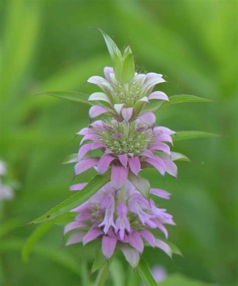 5 Reasons to Grow Lemon Mint (Monarda citriodora) - Native Backyards