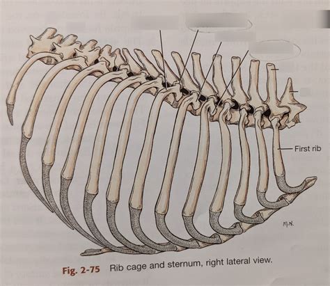 Ribs Diagram Quizlet