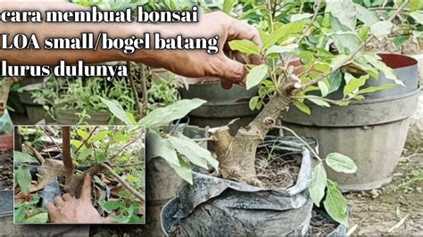 Tahap Awal Membuat Bonsai Loa Small Dari Cangkok Batang Lurus Untuk