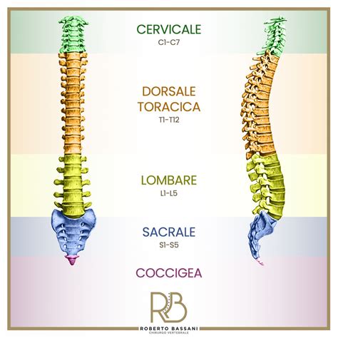 La Colonna Vertebrale Impariamo A Conoscerla E A Capire Dove Provi Il