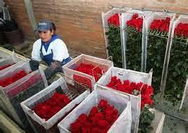 Rosas Del Ecuador Cultivo De Rosas Ecuatorianas