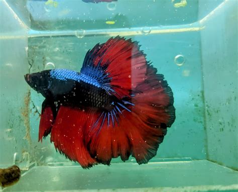 Blue Dragon Scale Betta Aquaworldtt