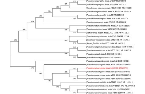 16 S RRNA Sequencing And Phylogenetic Tree Construction The 16 S RRNA