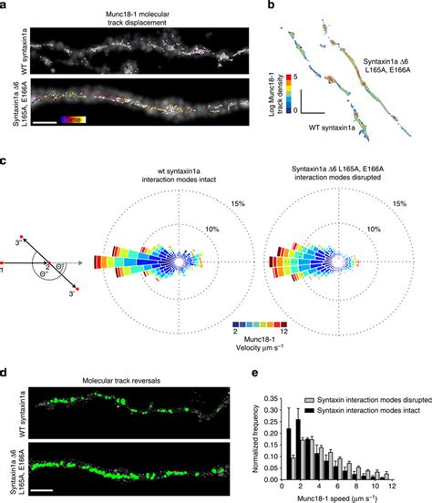 Munc18-1 molecular distributions, speeds and dynamics are syntaxin1a ... 