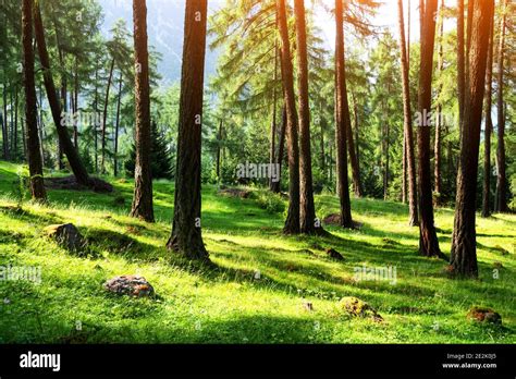 Beautiful summer evergreen forest with pine trees and lush grass. Nature background, landscape ...