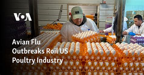 Avian Flu Outbreaks Roil Us Poultry Industry