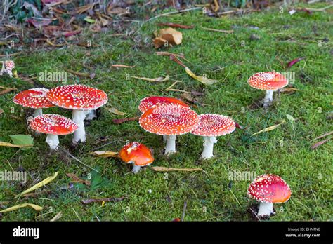 Fly Agaric Mushroom Toadstool Amanita Muscaria Stock Photo Alamy