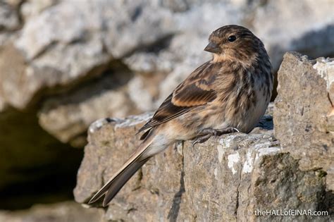 Twite The Hall Of Einar Photograph C David Bailey Not The