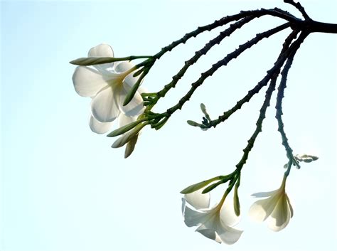 Plumerias Flowers Frangipanis Free Photo On Pixabay Pixabay