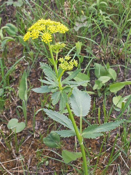 Cow Parsnip Burns Treatment