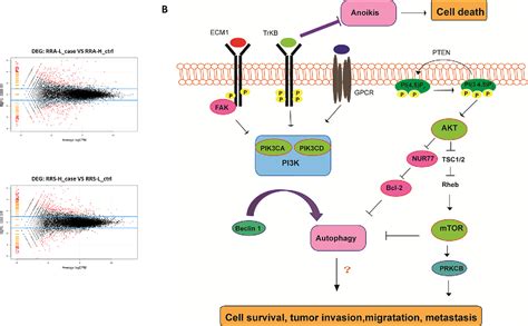 Pdf The Pi3kaktmtor Pathway Is A Potential Predictor Of Distinct