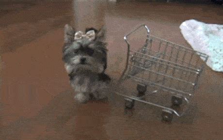 Shopping Cart GIFs - Get the best GIF on GIPHY