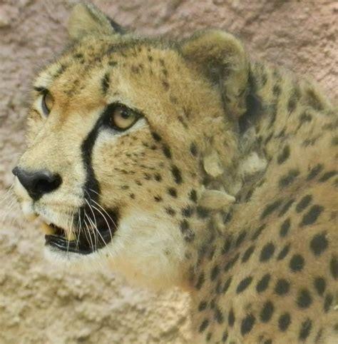 Cheetah Reintroduction Of The Apex Predator In India Weekspost