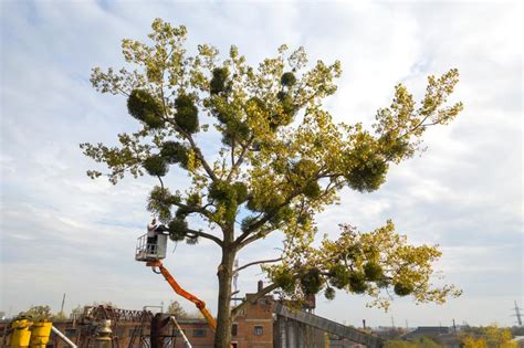 Topping Trees Good For Your Trees