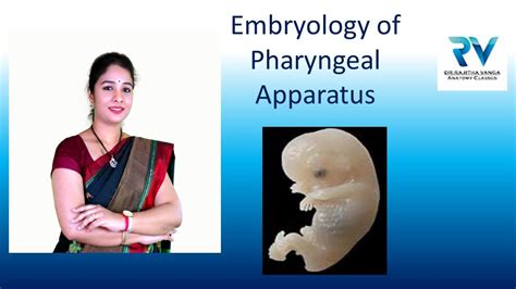 Derivatives Of Pharyngeal Arches Pharyngeal Pouches And Clefts By Dr