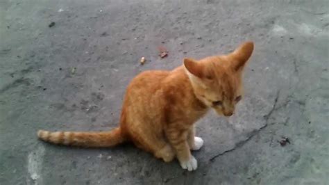 Kucing Berkaki 3 Ini Bawa Hoki Pemiliknya Youtube