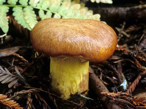 Suillus - Alchetron, The Free Social Encyclopedia