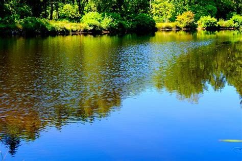 What Are Natural And Effective Ways Of Purifying Lake Water