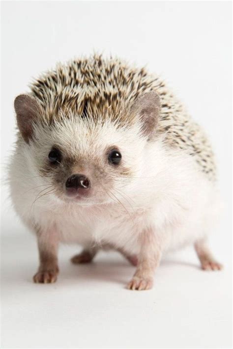 A Small Hedgehog Sitting On Top Of A White Floor