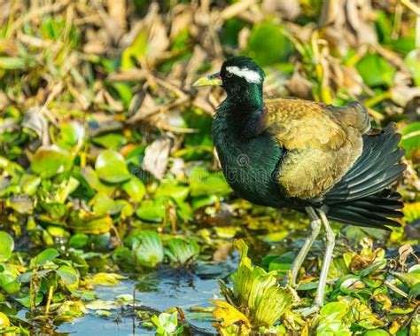 A Bronze Winged Jacana Resting Stock Photo Image Of Water Nature