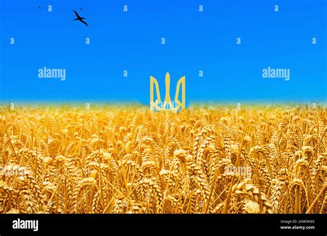 Ukraine Flag Created With Wheat And Blue Sky Stock Photo Alamy