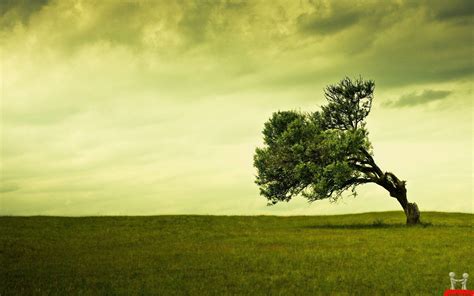 Tree Clouds Grass Hd Wallpapers Wallpaper Cave