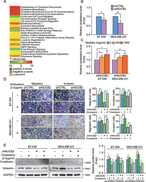 Nucb Nesfatin Promotes Invasion And Metastasis By Activating