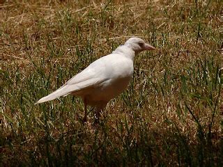 The Nature of Robertson: Albino Magpie in Kangaloon