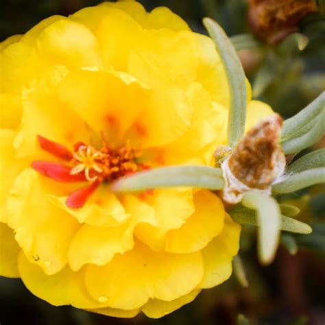 Portulaca Plant Etsy