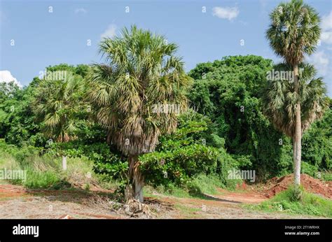 Silver Thatch Tree Stock Photo Alamy