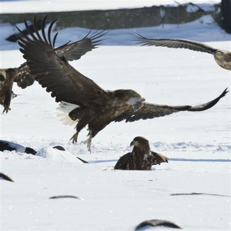 Itinerari Di Giorni Per Nella Natura Selvaggia La Penisola Di