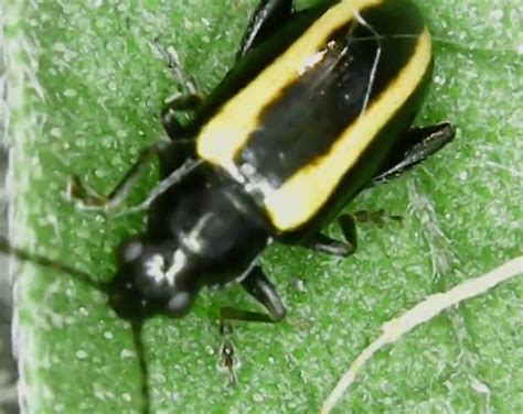 Black Beetle With Yellow Stripes Systena Bugguide Net