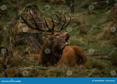 Roaring Red Stag In Rutting Season Stock Photo Image Of Mammal Grass