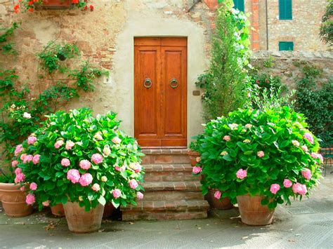 Guía para Podar tus Hortensias Cómo y Cuándo se podan