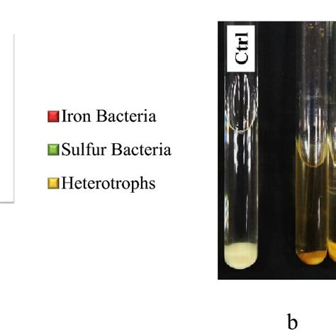 A Initial Enumeration Of The Bacterial Population In Soil Samples Cfu