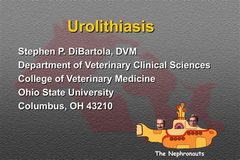 Urolithiasis College Of Veterinary Medicine