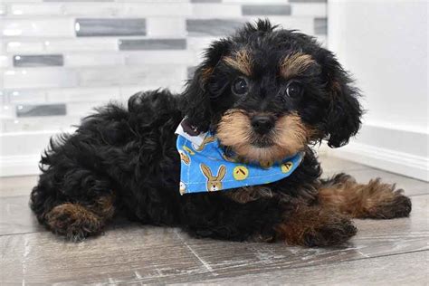Yorkipoo Dog Breed Information And Facts Pictures Pets Feed