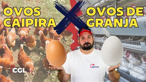 Qual a DIFERENÇA entre OVOS CAIPIRAS e OVOS DE GRANJA YouTube