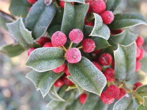 How To Winterize A Holly Bush - What To Do With Holly In Winter ...