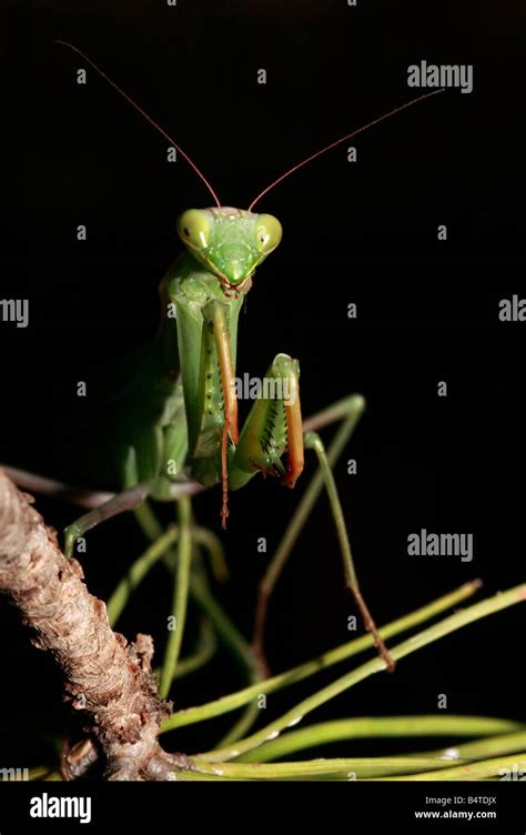 Praying Mantis Mantis Religiosa Stock Photo Alamy