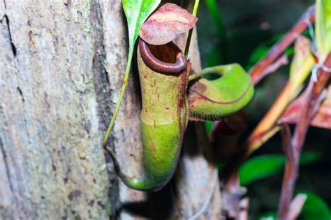 Planta De Jarra Tropical Del Atrapamoscas Especie Del Nepenthes Imagen