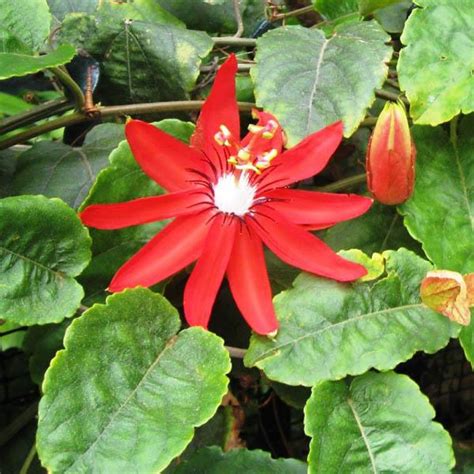 Passionfruit Passiflora Coccinea Passiflora Passionfruit Australian Seed