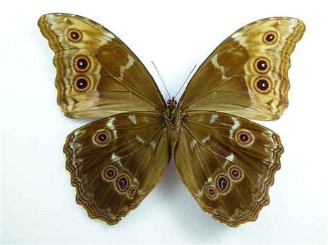 Morpho Godarti Didius Aberration Male Aureus Butterflies And Insects