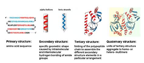 The Four Levels Of Protein Structure Download Scientific Diagram