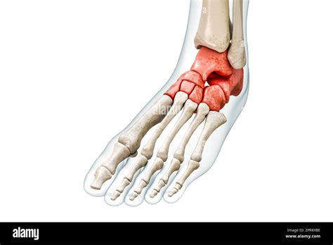 Tarsal Bones Or Tarsus In Red With Body 3d Rendering Illustration