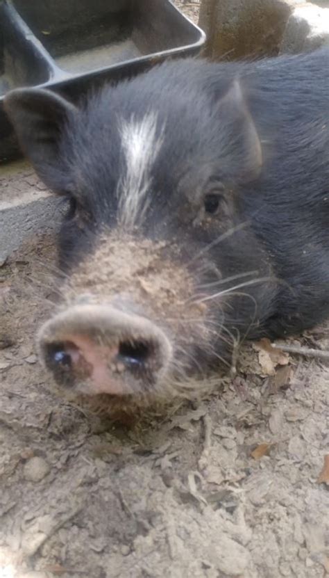 Lulu The Pig by rockofmarduk on DeviantArt