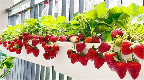 Cara Menanam Strawberry Dengan Biji Di Polybag Paling Lengkap