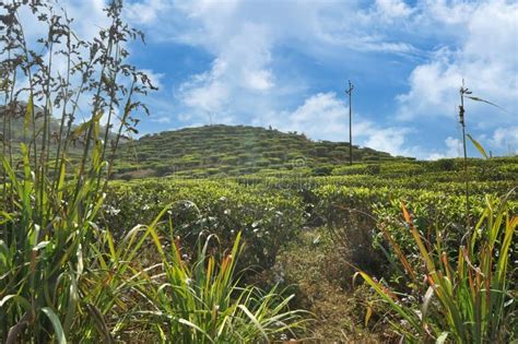 Tea garden stock image. Image of plant, darjeeling, beauty - 255814791