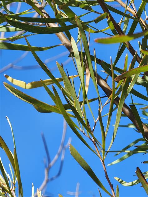 Willow Acacia From Chillagoe Qld 4871 Australia On September 24 2023